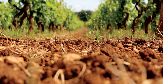does soil matter when planting a vineyard