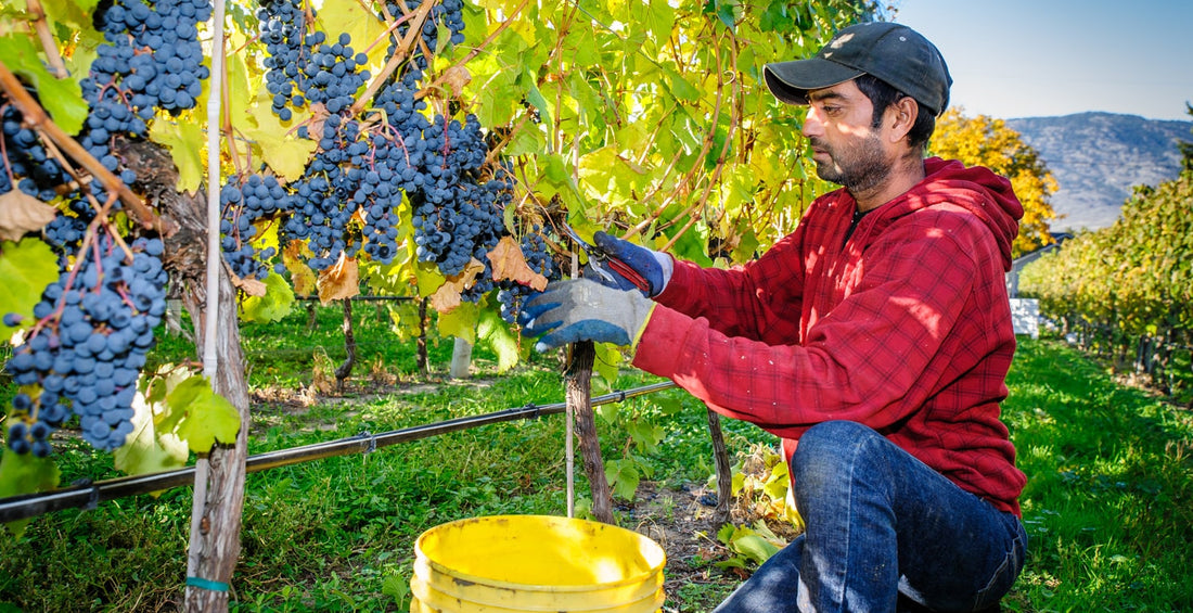 santa barbara wine country grape harvest 2019