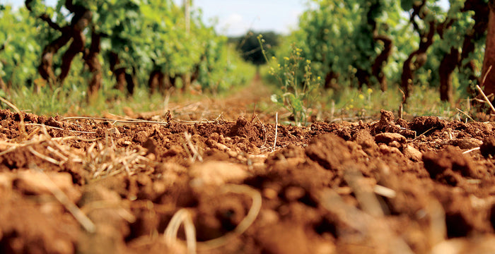 Planting a Vineyard: Does Soil Matter?