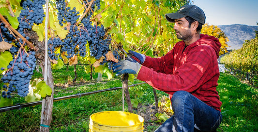 santa barbara wine country grape harvest 2019