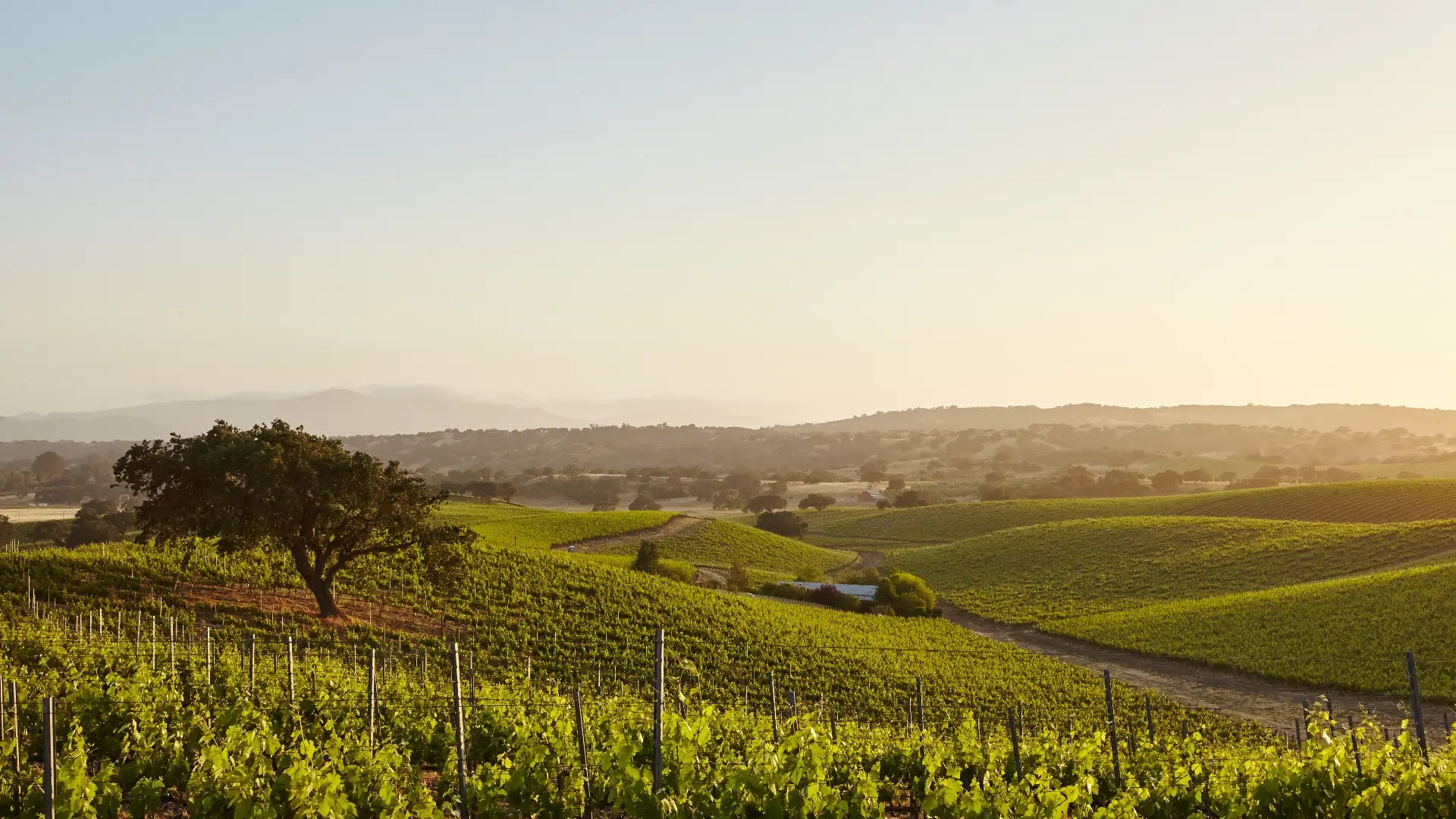 Wine grapevines in a vineyard with a clear sky